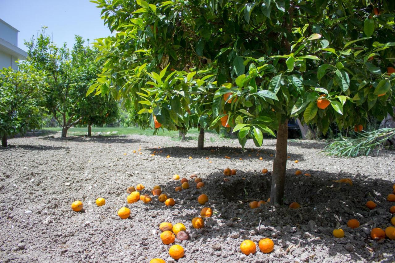 Heliopetra